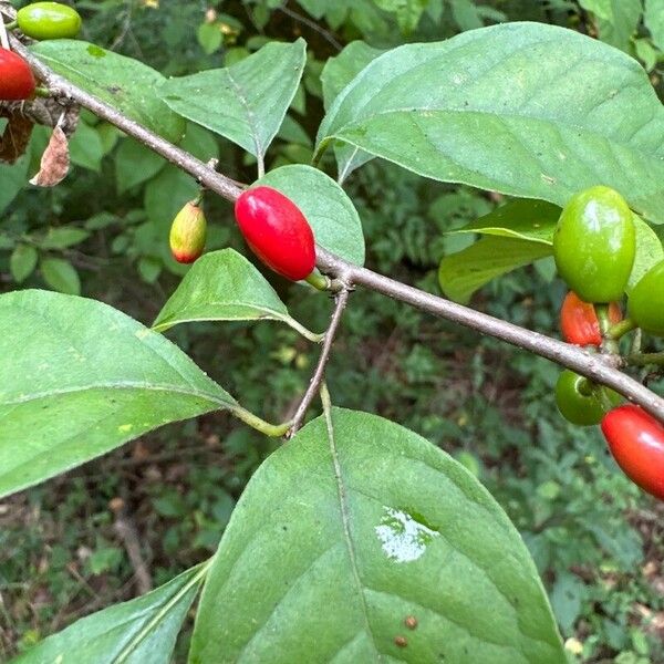 Lindera benzoin Fruchs