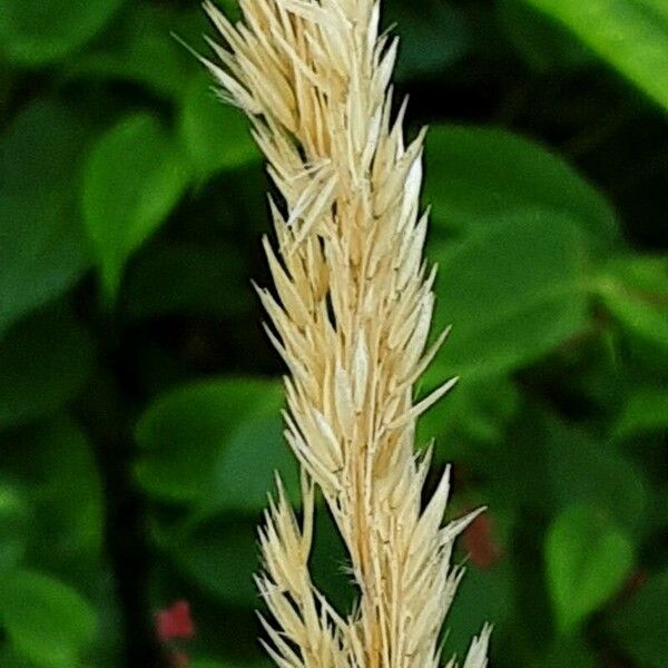 Calamagrostis epigejos Flower