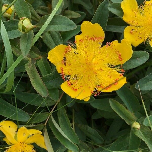 Hypericum calycinum Blomst