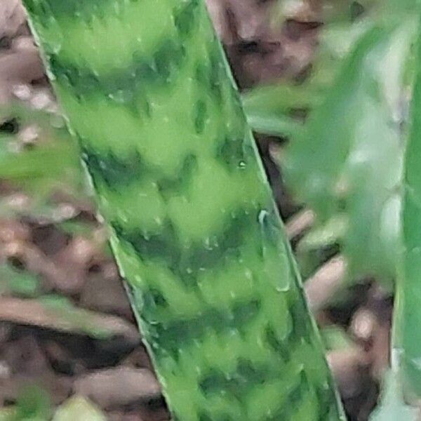 Alocasia zebrina বাকল