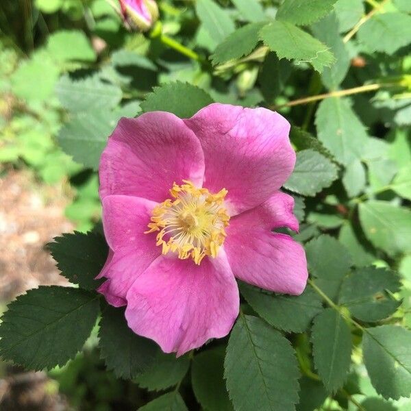 Rosa woodsii Цветок