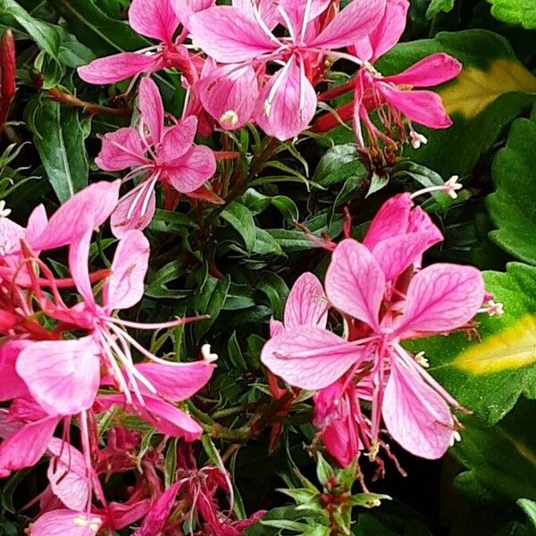 Oenothera lindheimeri Blodyn