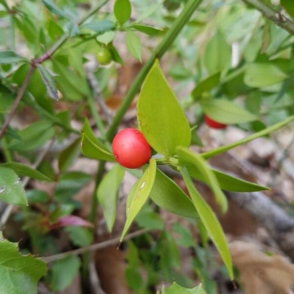 Ruscus aculeatus Φρούτο