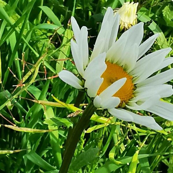 Leucanthemum heterophyllum Fleur