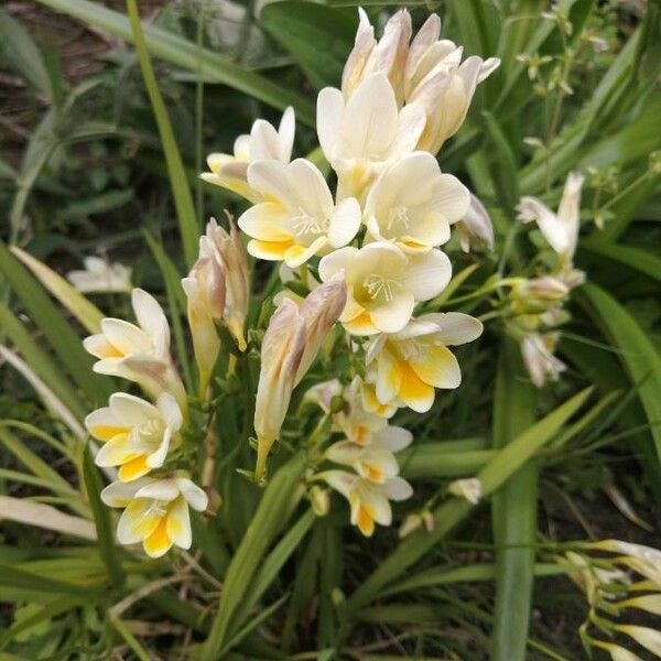 Freesia leichtlinii Flower