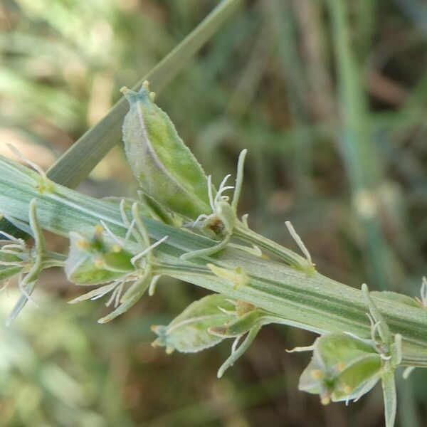 Reseda alba Plod