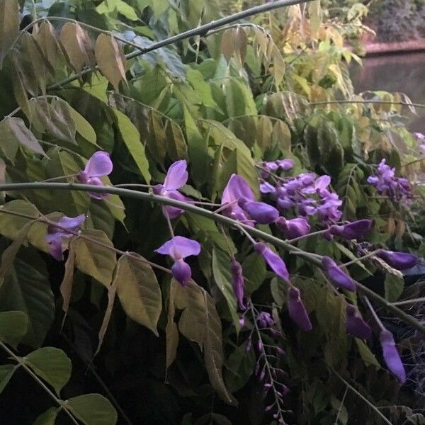 Wisteria sinensis Blüte