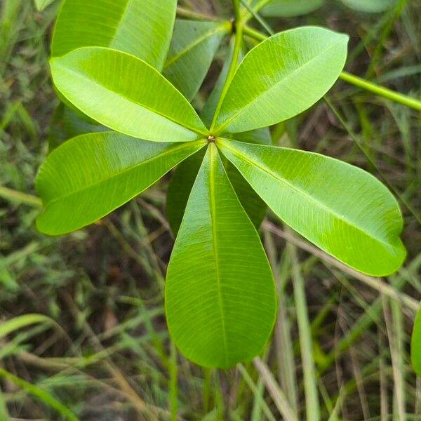 Alstonia congensis Blad