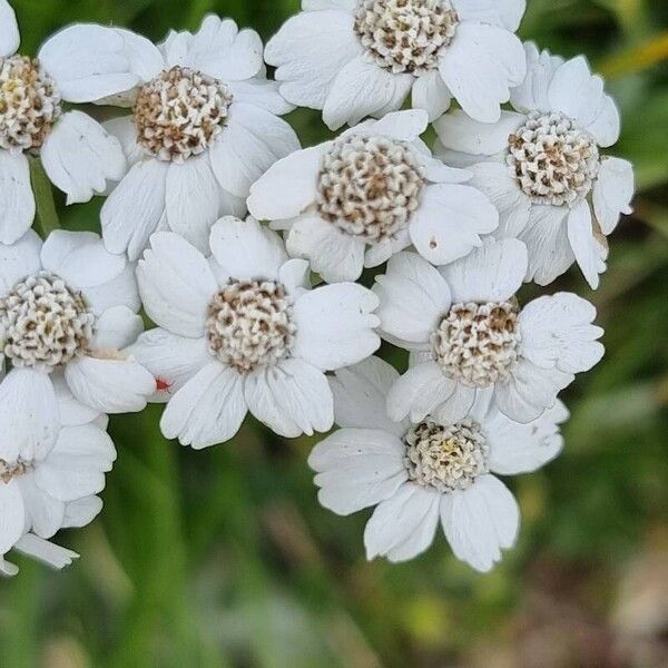 Achillea clavennae Flor