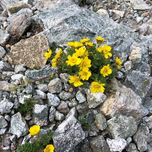 Geum reptans Habitatea