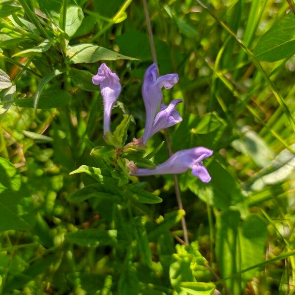 Scutellaria integrifolia Blüte