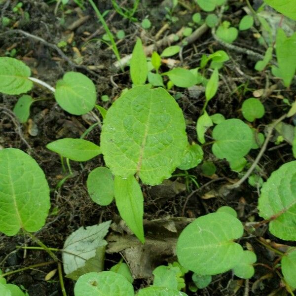 Rumex obtusifolius 葉