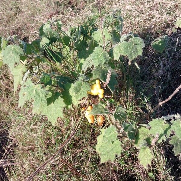 Solanum mammosum Hábito