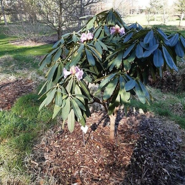 Rhododendron sutchuenense Агульны выгляд