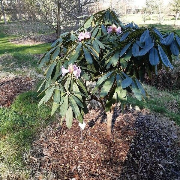 Rhododendron sutchuenense 形態