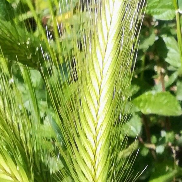 Hordeum murinum Žiedas