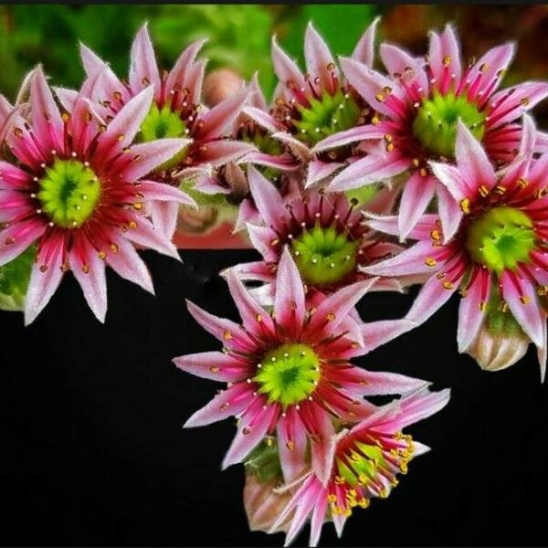 Sempervivum arachnoideum Flower