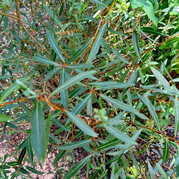 Salix purpurea Liść