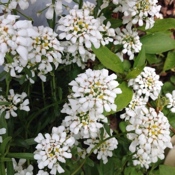 Iberis sempervirens Hábito