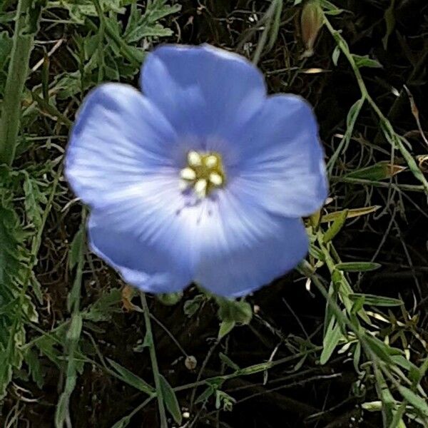 Linum perenne Flor