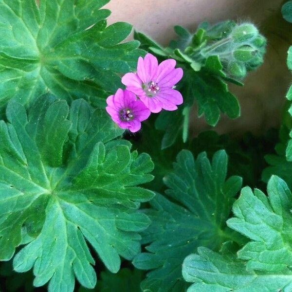 Geranium molle Plante entière