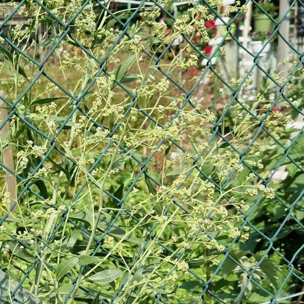 Lepidium latifolium 花