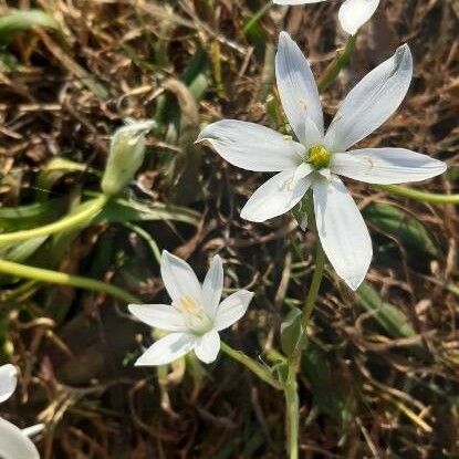 Ornithogalum umbellatum Flower