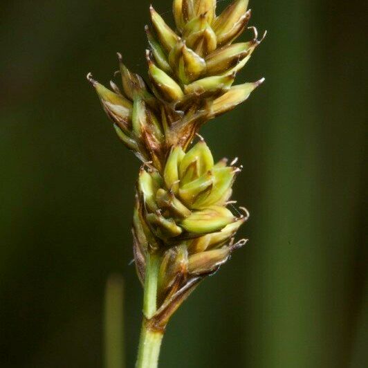 Carex heleonastes Frucht