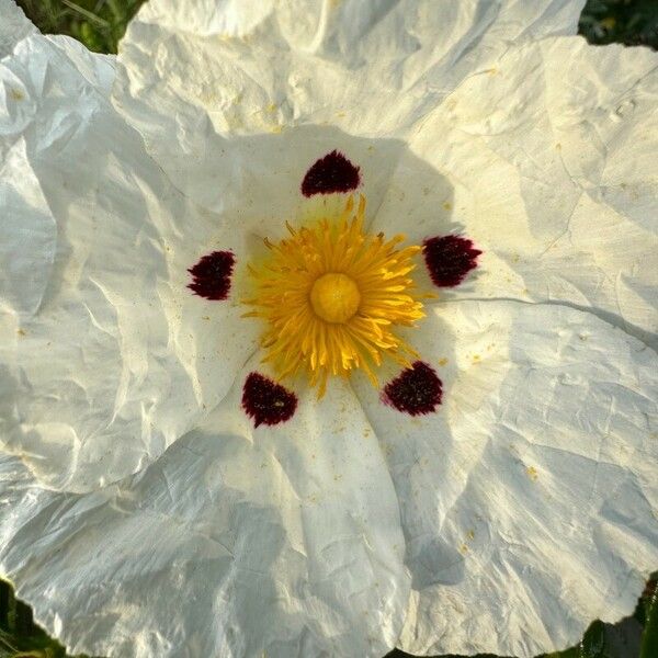 Cistus ladanifer 花