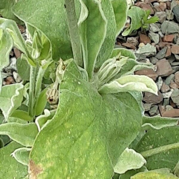 Silene coronaria Φύλλο