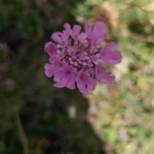 Scabiosa vestita 花