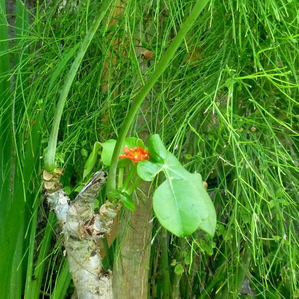 Jatropha podagrica Frukto