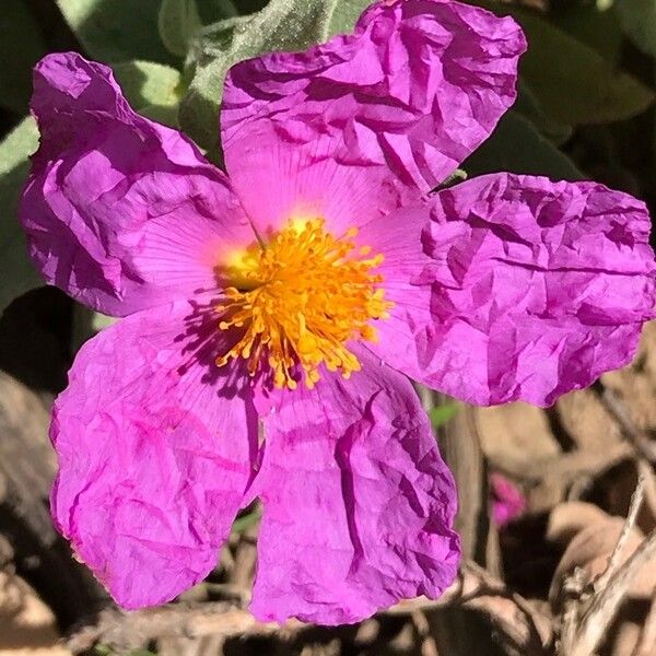 Cistus albidus 花