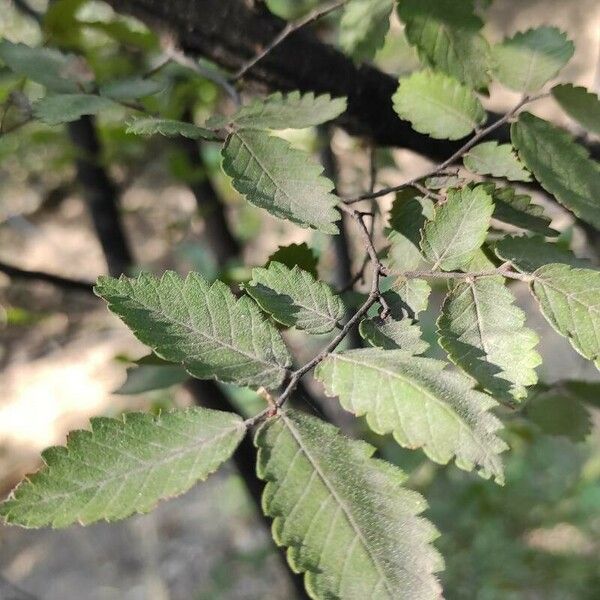 Zelkova carpinifolia List