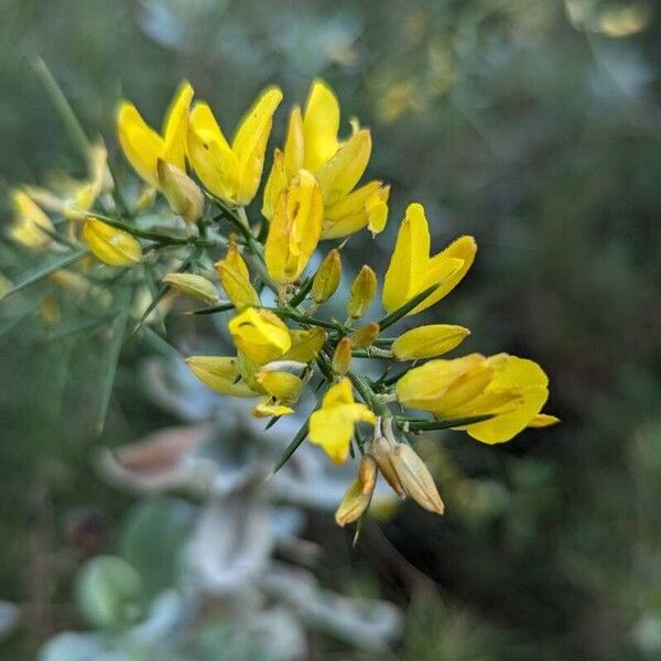 Ulex parviflorus Цветок