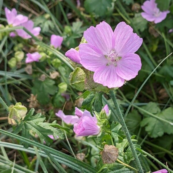 Malva alcea ফুল