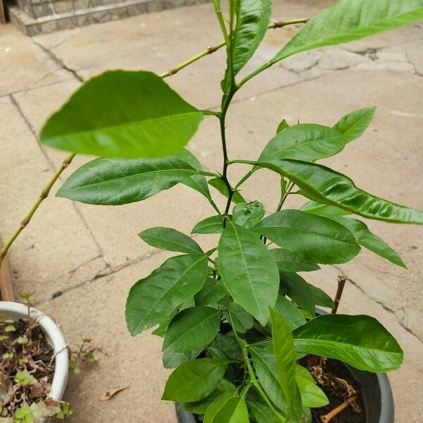 Citrus × aurantiifolia Leaf