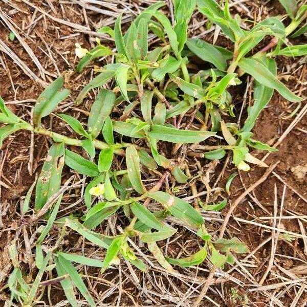 Commelina africana Leaf