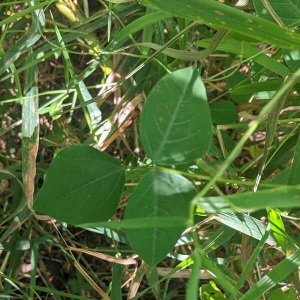 Amphicarpaea bracteata Blatt