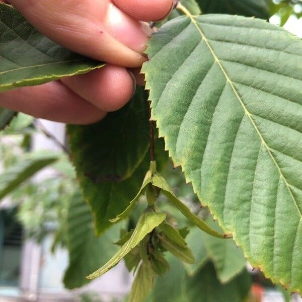 Carpinus caroliniana ഫലം