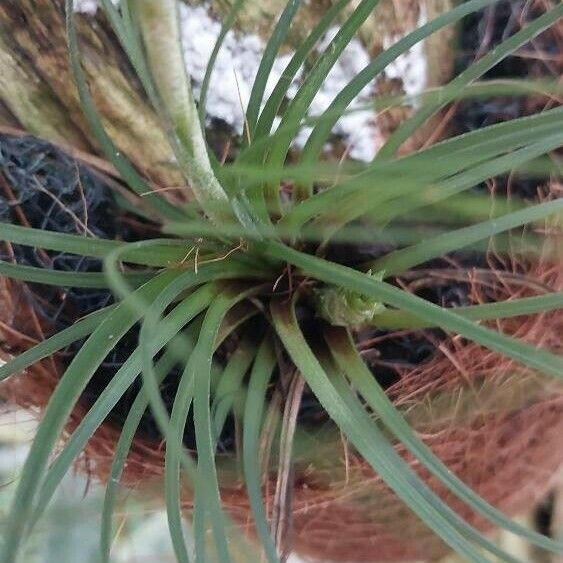 Lemeltonia monadelpha Leaf