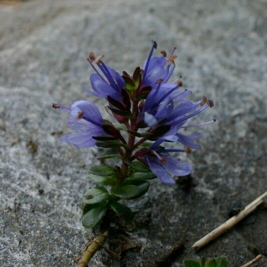 Veronica nummularia Plante entière