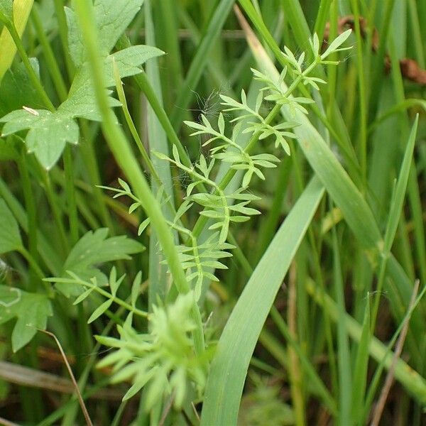 Oenanthe fistulosa Plante entière