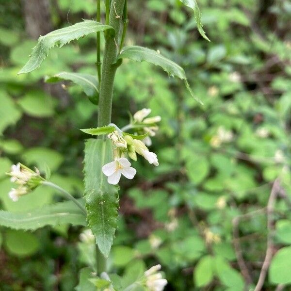 Pseudoturritis turrita Flors