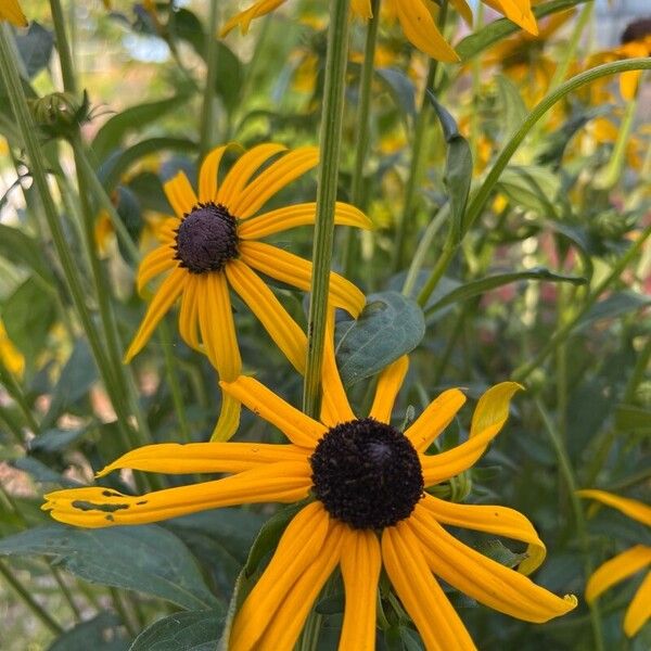 Rudbeckia fulgida Flor