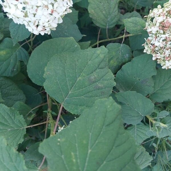 Hydrangea arborescens Lapas