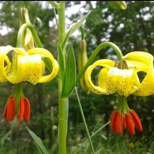 Lilium pyrenaicum Flower