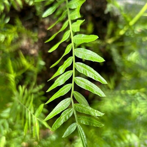 Schinus molle पत्ता