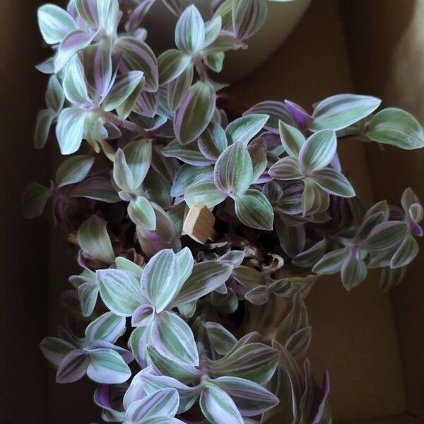 Tradescantia fluminensis ഇല