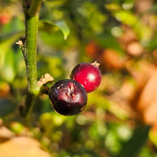 Sarcococca confusa Gyümölcs